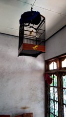 Burung canary gacor
