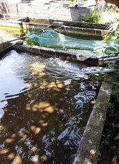 Kolam beton dibawah pohon itu cocok, agar tidak terlalu panas