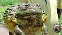 THE SWAMP MONSTER SPECTACLE - ASMR Proof that swamp Monsters are still alive in African swamps Frog veranderinge