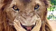 Dangerous African Lion -  -