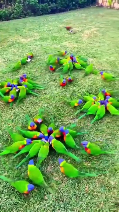 Beautiful bird