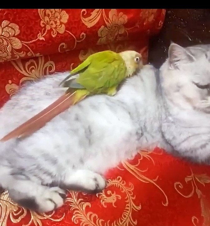 Fanny Cat und Bird, #shorts