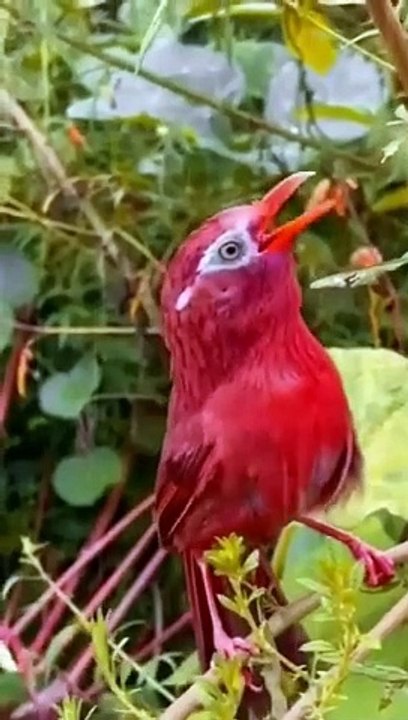 Beautiful nature Beautiful bird chirping #bird #chirping #nature