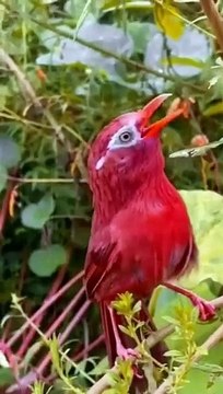 Beautiful nature Beautiful bird chirping #bird #chirping #nature