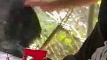Funny animal chimpanzee 001