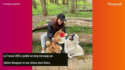 "Tu étais ma passion, ma priorité, mon refuge" : Delphine Wespiser pleure la mort d'Haïco, un être si cher à ses yeux