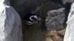 Casal de pinguins Rachel e Chandler se revezam para nascimento dos filhotes em Balneário Camboriú