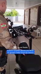 Cachorro caramelo adotado pela PM de SC aprende a imitar sirene das viaturas
