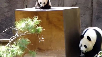 Cute Baby Panda Playing Compilation