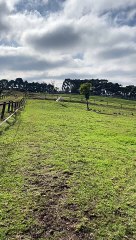 Horse Pretends Slip Didn't Happen