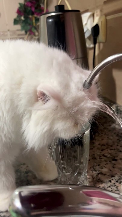 Running Faucet Doesn't Deter Thirsty Cat