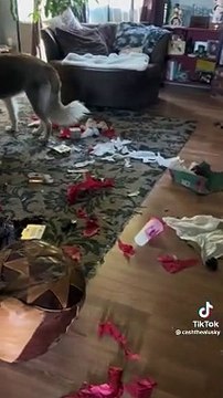 Trova i regali sotto l'albero distrutti dal cane, la reazione ha fatto impazzire il web