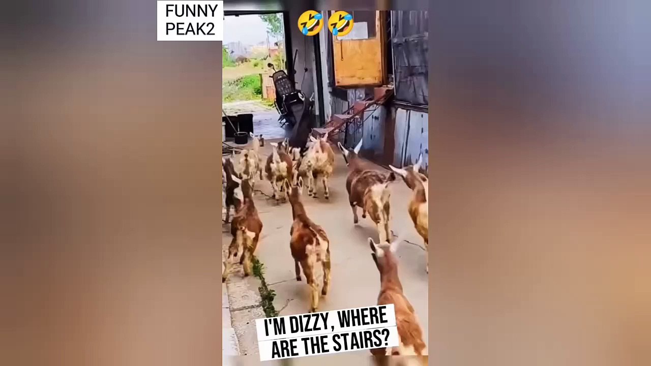 Funny Goat Falls from Stairs