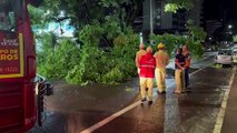 Militares do Corpo de Bombeiros são acionados para realizar retirada de árvore caída Rua Mato Grosso