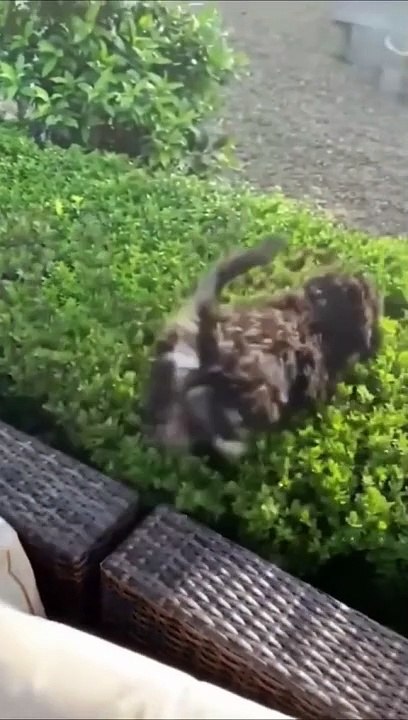 Funny pet’s videos