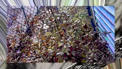 Take out trash 3 7 23 l Drive to Walmart l Cyberlink a.compressed