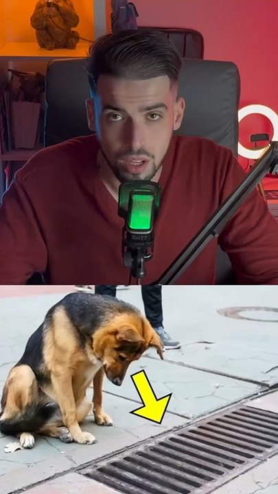 Ce chien regardait dans les égouts tous les jours