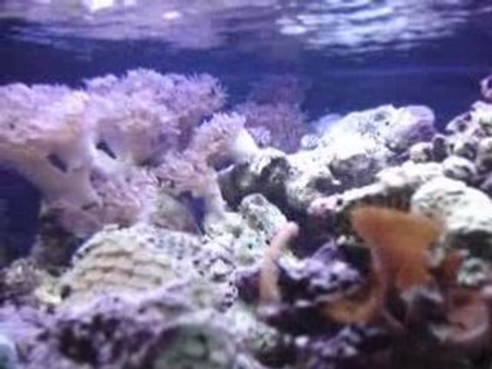SW Tank