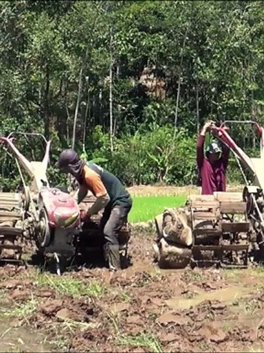 Field to Table The Journey of Rice from Indonesian Farms to Your Plate