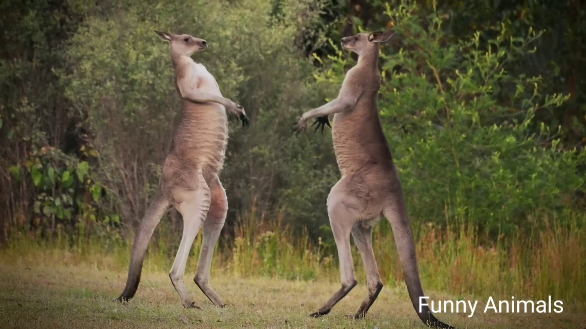 ⁣Funny Animal Fights Compilation , Animals Vs Animals - Funny Animal Videos