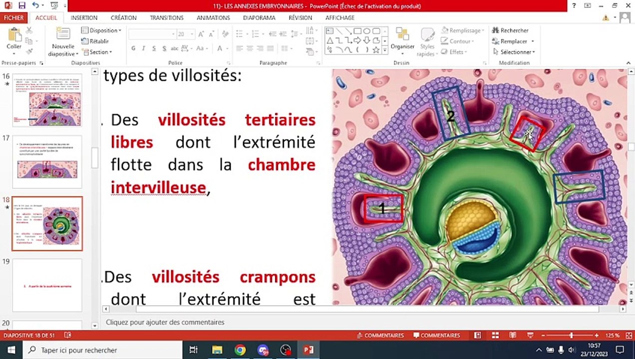ANNEXES EMBRYONAIRE PART 2