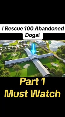 ⁣I Rescue 100 Abandoned Dogs