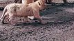 cute lion cubs play with mom baby lion  cute short #wildlife #viral #lion #baby