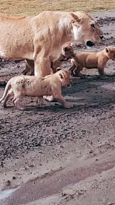 cute lion cubs play with mom baby lion  cute short #wildlife #viral #lion #baby