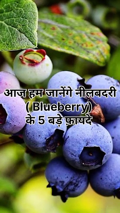 नीलबदरी यानि blueberry के 5 बडे फ़ायदे #health