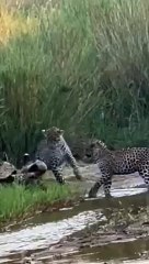 3 Leopards have epic battle with honey badger