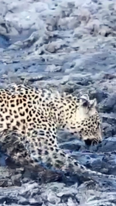 Leopard Get Fright of Its Life Wait for It