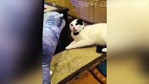 Funniest Cats and Dogs ---- _ Funny Animal Videos _35(360P)