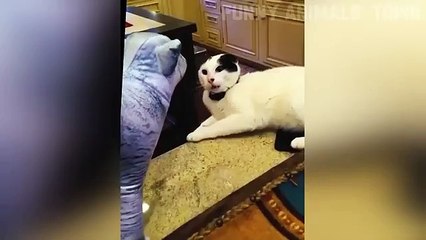 Funniest Cats and Dogs ---- _ Funny Animal Videos _35(360P)