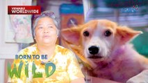 Meet Gemma and her rescued cats and dogs | Born to be Wild
