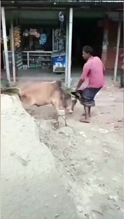 Cow Action