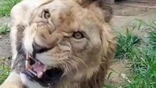 Dangerous Big Lion -