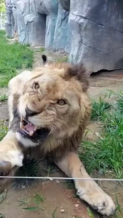 Dangerous Big Lion -