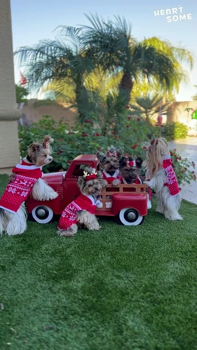 Adorable Yorkshire Terriers' Christmas Photoshoot! | Heartsome