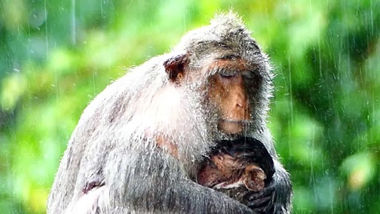 Mother monkey is the shelter of baby during rainfall, Barry hug tightly when raining (720p_25fps_H264-192kbit_AAC)