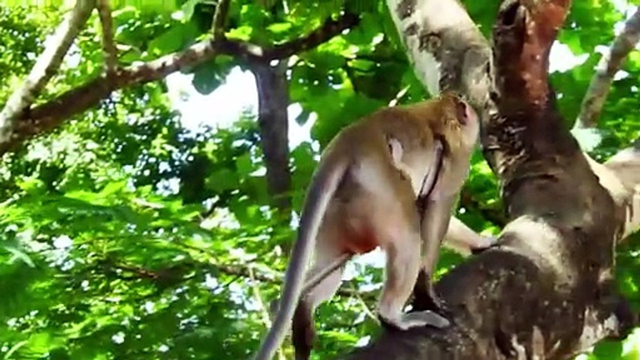 Mother Monkey Carry Baby Jump From One Tree to Other One Tree (720p_25fps_H264-192kbit_AAC)