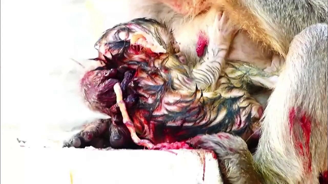 Mother monkey eating placenta, after laboring newborn of baby (720p_25fps_H264-192kbit_AAC)