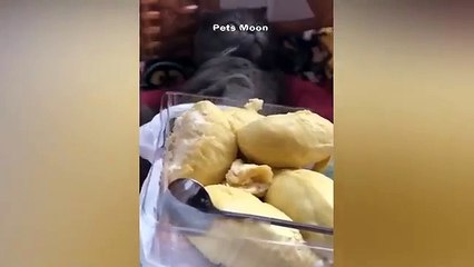 Funniest Animals -- New Funny Cats and Dogs Videos ---- Part 2(360P)