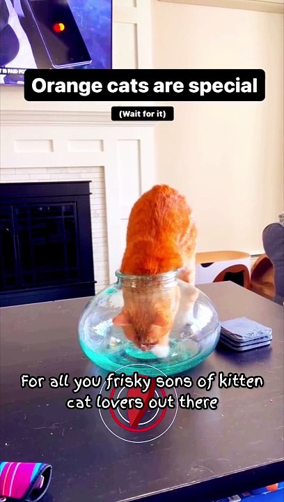 Cat Fits Entire Body Inside Fish Bowl!