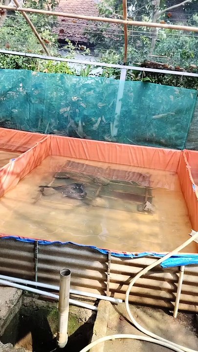Jika induk lele memijah (kawin) kesiangan itu wajar