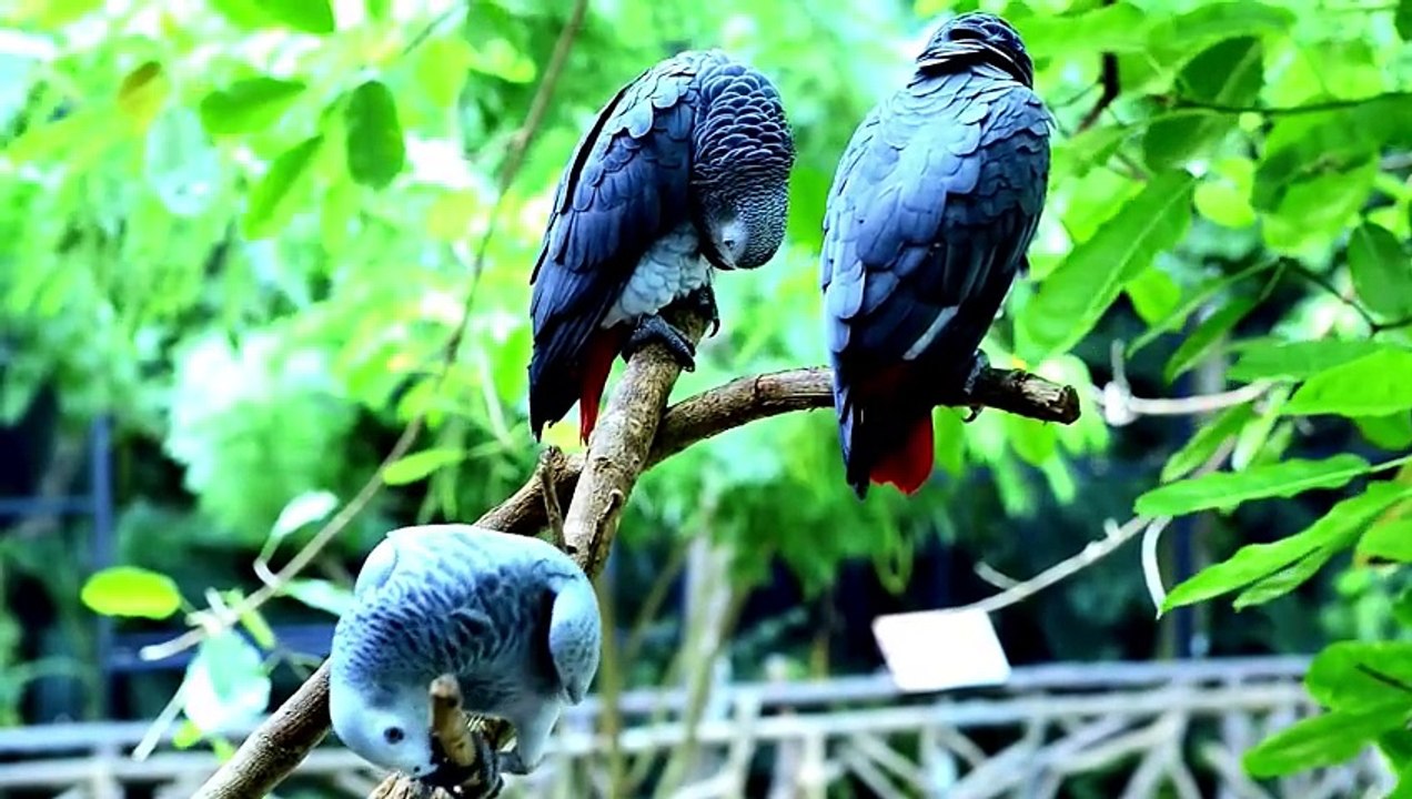 4K BIRDS ASMR Pets World Beyond Borders #Ave