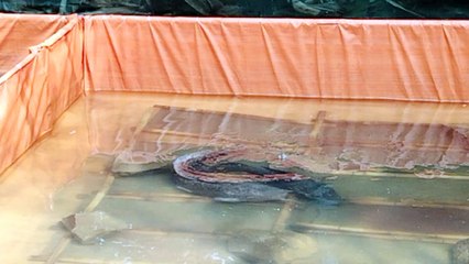 Induk lele mijah (kawin) kesiangan❗ Begini penjelasannya