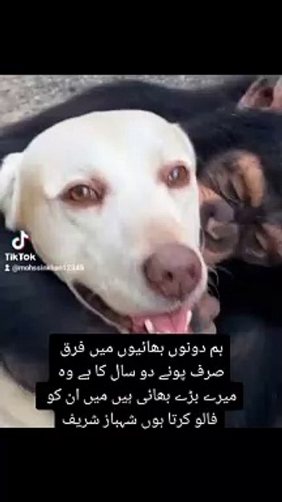 Best funny 