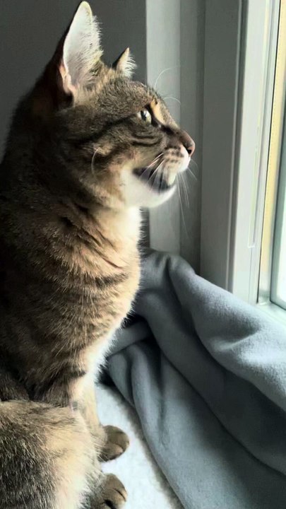 fanny cat is watching something #shorts