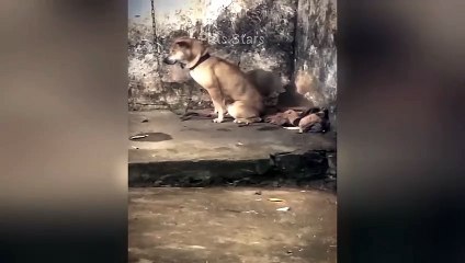 ytshortsindia morsomt haha ​​​​#cutebaby#comdy #comedys #babs#comedyshorts#cuteanimalsytshortsindia#ytshortsindia 有趣哈哈#cutebaby #comdycomedys #ba#comedyshorts #cuteanimals#ytshortsindia#ytshortsindiaمضكههههه#cutdy #comedys #babs#comedyshorts#cuteanimals#y