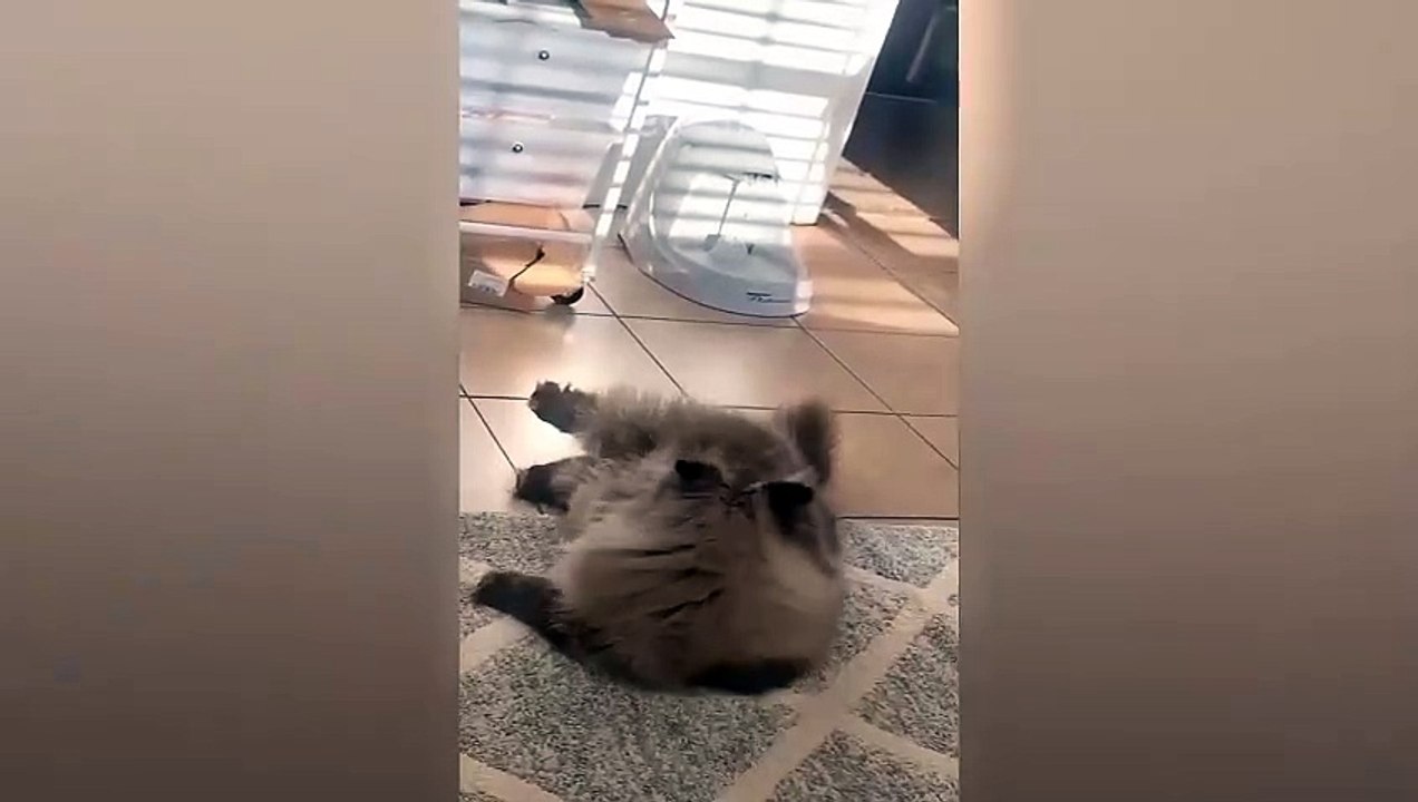 ytshortsindia morsomt haha ​​​​#cutebaby#comdy #comedys #babs#comedyshorts#cuteanimalsytshortsindia#ytshortsindia 有趣哈哈#cutebaby #comdycomedys #ba#comedyshorts #cuteanimals#ytshortsindia#ytshortsindiaمضكههههه#cutdy #comedys #babs#comedyshorts#cuteanimals#y